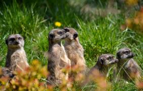 fot. Anna Parkitna Zoo