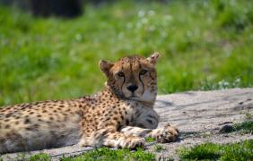 fot. Anna Parkitna Zoo