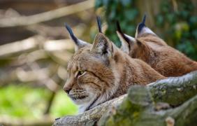 fot. Anna Parkitna Zoo