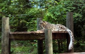 fot. Anna Parkitna Pantera Śnieżna