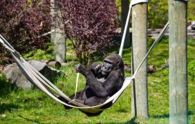 Goryl, fot. A. Parkitna Goryl, fot. A. Parkitna