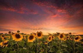 Fot. Paweł Uchorczak