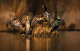 Kormorany fot. Dariusz Kowalewski Kormorany, fot. Dariusz Kowalewski