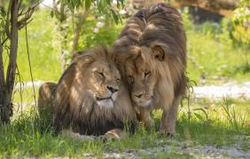 Atos i Portos Atos i Portos