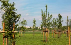 Park 800-lecia Park 800-lecia