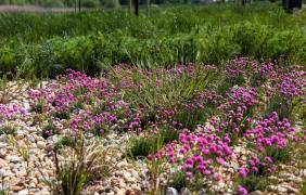 Park 800-lecia Park 800-lecia