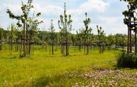 Park 800-lecia Park 800-lecia