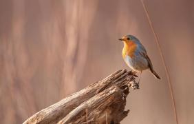 Rudzik, fot. Dariusz Kowalewski Rudzik, fot. Dariusz Kowalewski