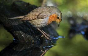 Rudzik, fot. Dariusz Kowalewski Rudzik, fot. Dariusz Kowalewski