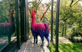 17. Festiwal Filmowy Opolskie Lamy