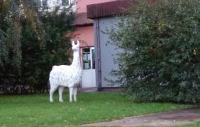 17. Festiwal Filmowy Opolskie Lamy