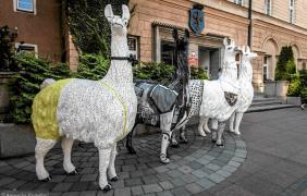 17. Festiwal Filmowy Opolskie Lamy