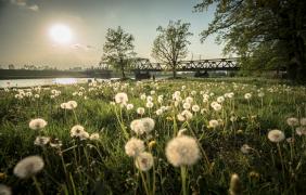 fot. P. Szpala Park Nadodrzański - wiosna
