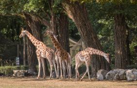 fot. J. Małkowski Zoo zyrafy