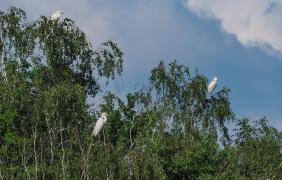 Stawy Niemodlińskie, czaple białe