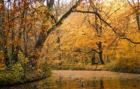 Monika Szczepaniak-Kukiełka (Staw na Wyspie Bolko)