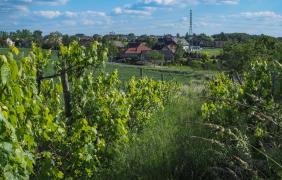 Opole-Winów, winorośla