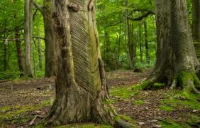 fot. Przemysław Supernak, SuperGlob