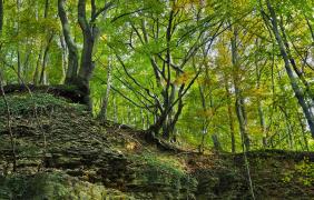 Las w okolicach Góry św. Anny