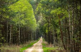 Droga z Opola do Niwek fot. Przemysław Supernak, SuperGlob