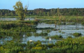 Jezioro Turawskie Duże, siedliska ptaków wodnych w okolicach Szczedrzyka fot. Przemysław Supernak, SuperGlob
