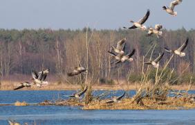 Jezioro Turawskie Duże, okolice Szczedrzyka fot. Przemysław Supernak, SuperGlob