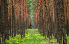 Las pomiędzy Jeziorami Turawskimi a Zawadą fot. Przemysław Supernak, SuperGlob