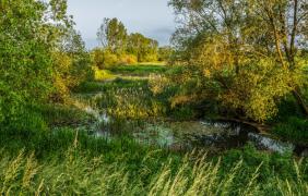 Starorzeczy Odry w okolicy Sławic fot. Przemysław Supernak, SuperGlob